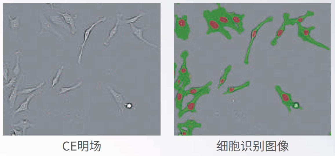 應(yīng)用4：無(wú)標(biāo)記成像.png